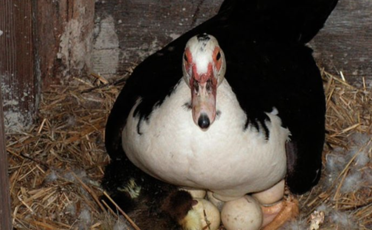 Индоутка красная мускусная