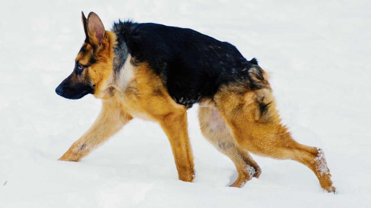 Восточноевропейская овчарка в беге