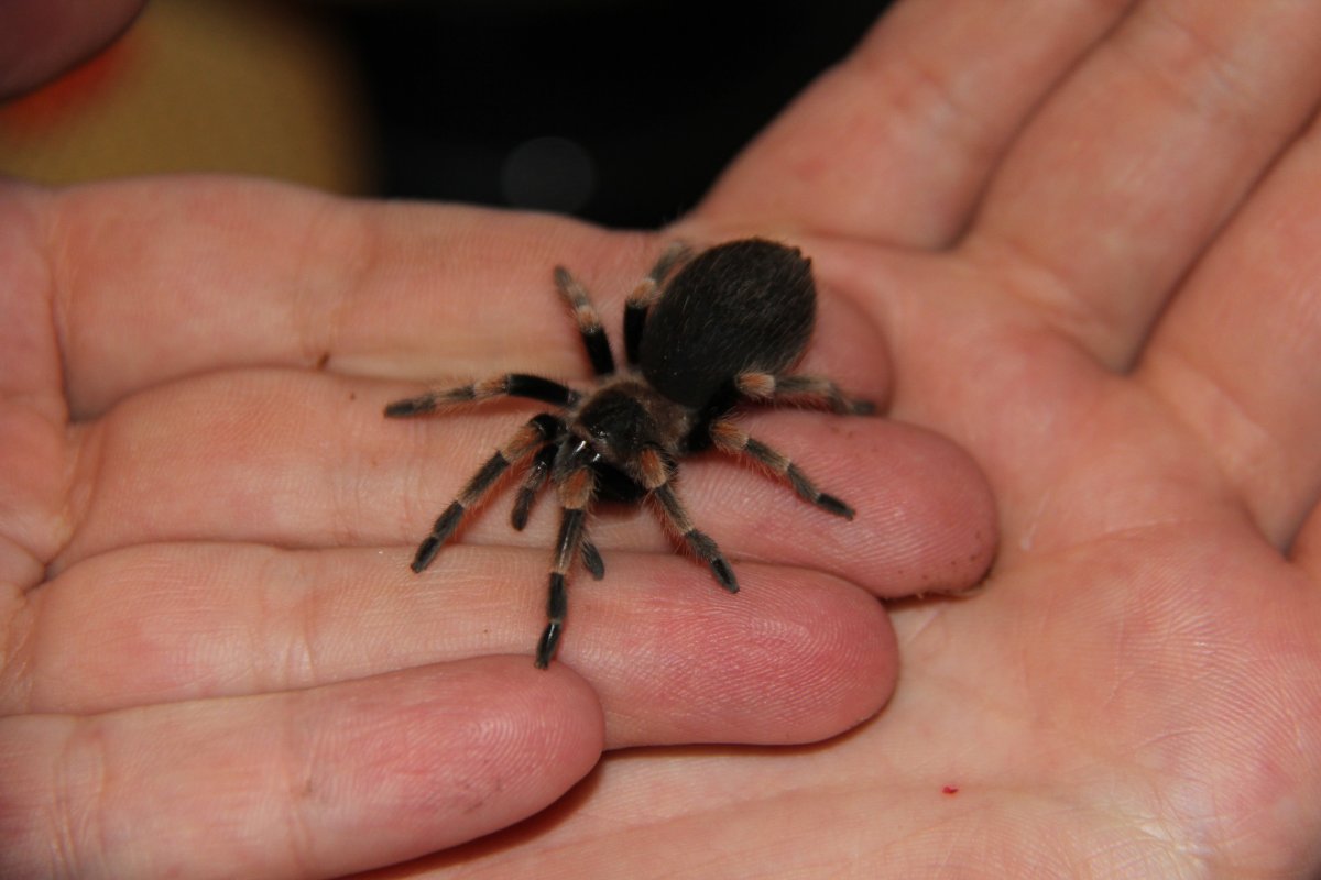 Паук птицеед маленький