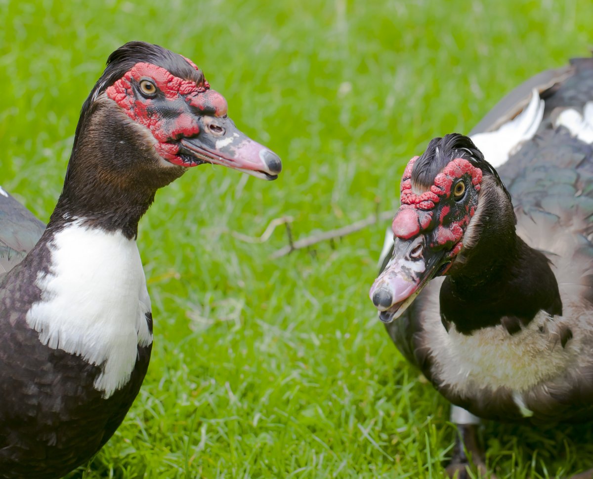 Индоутка птенец