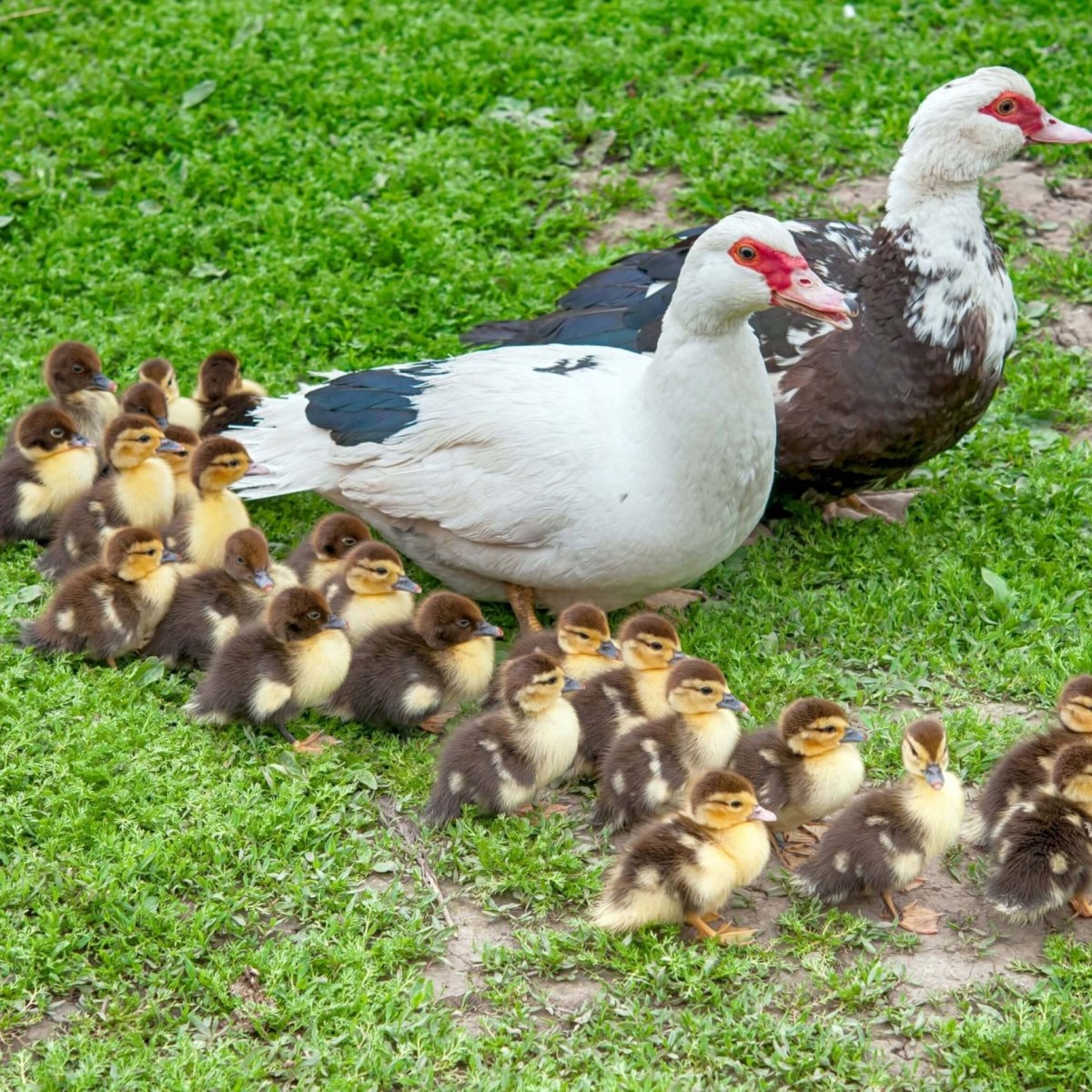 Карликовые индоутки