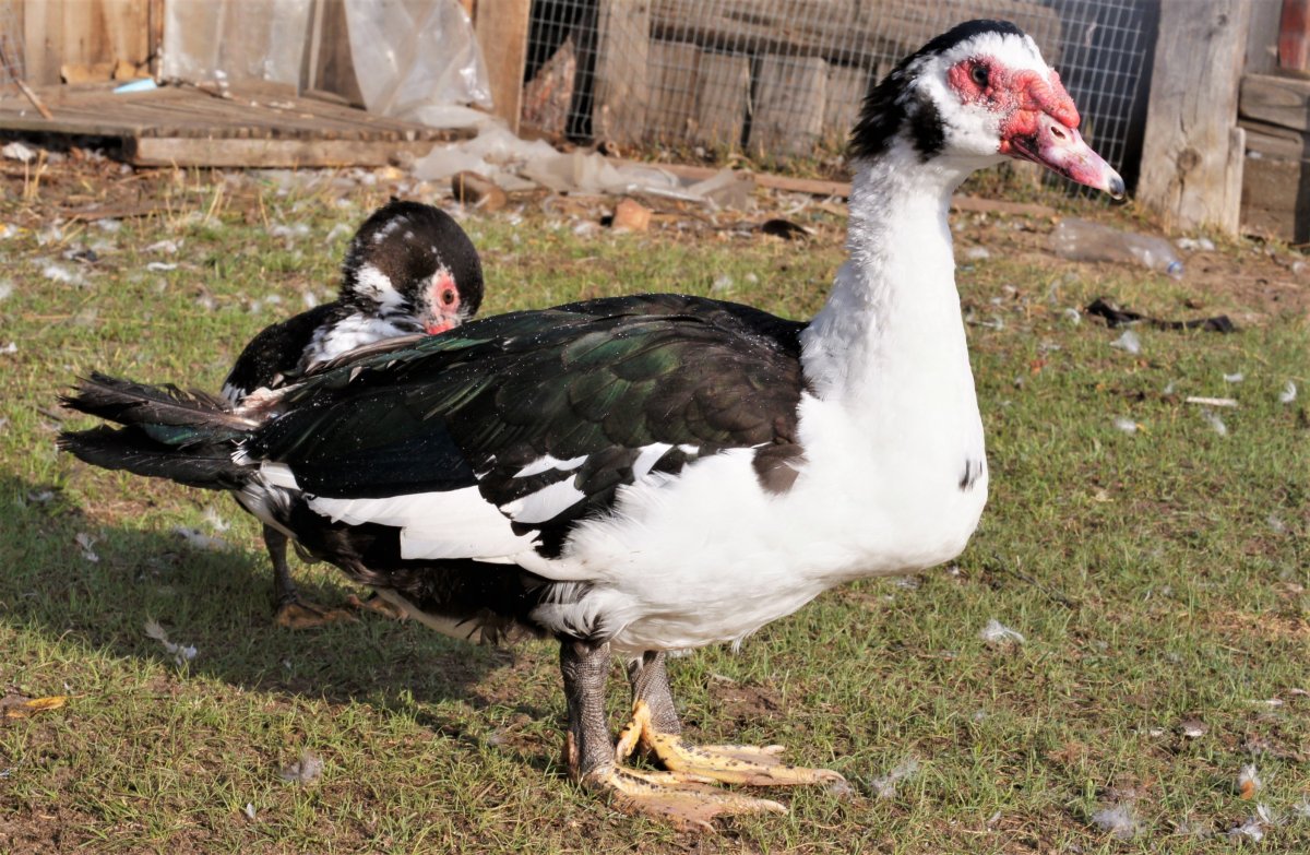 Утята мускусной утки