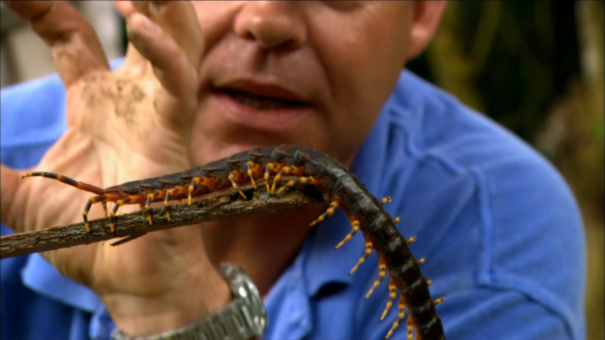 Мандибулы жука