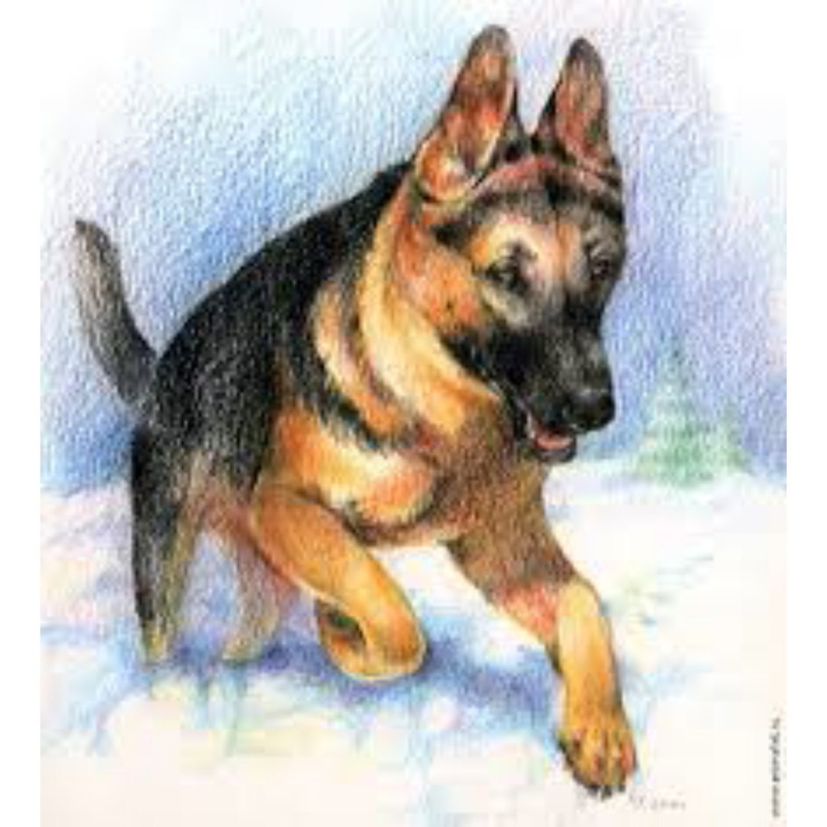 Овчарка прикол