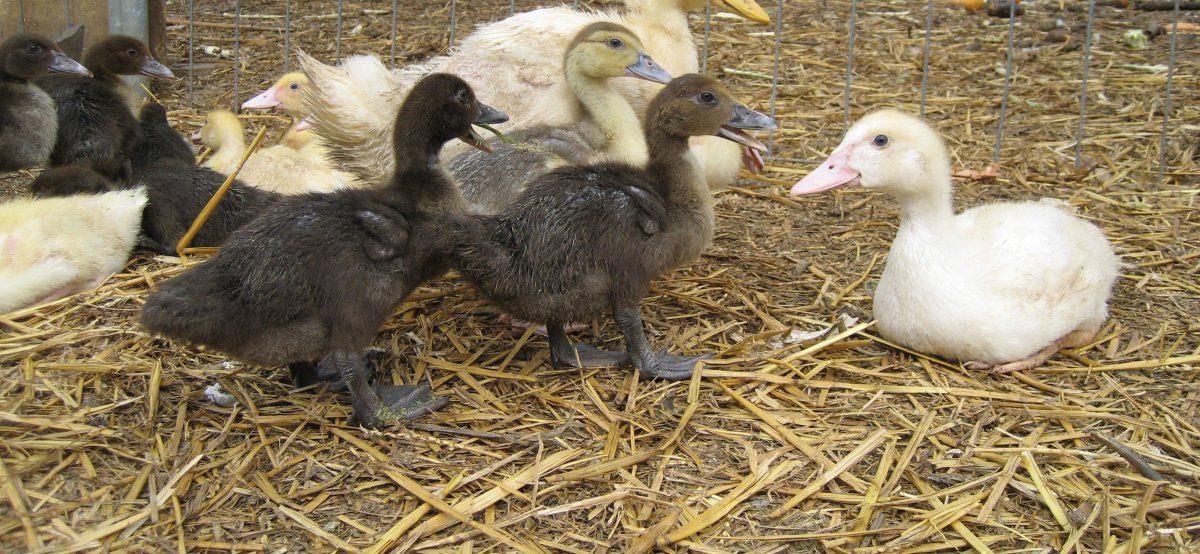 Индоутки мускусные утки