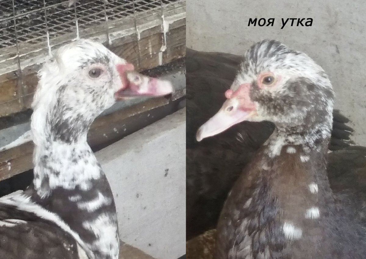 Индоутка ст 6 Орвия Франция