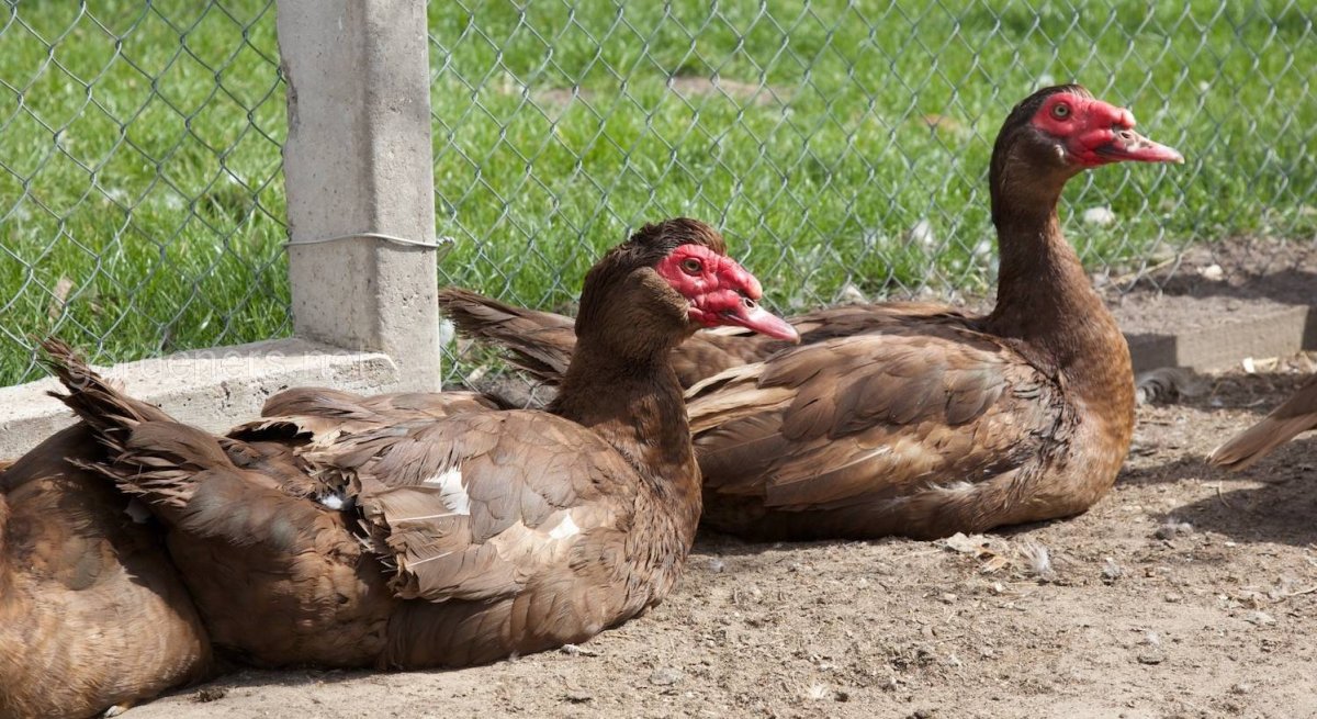 Стадо мускусных уток