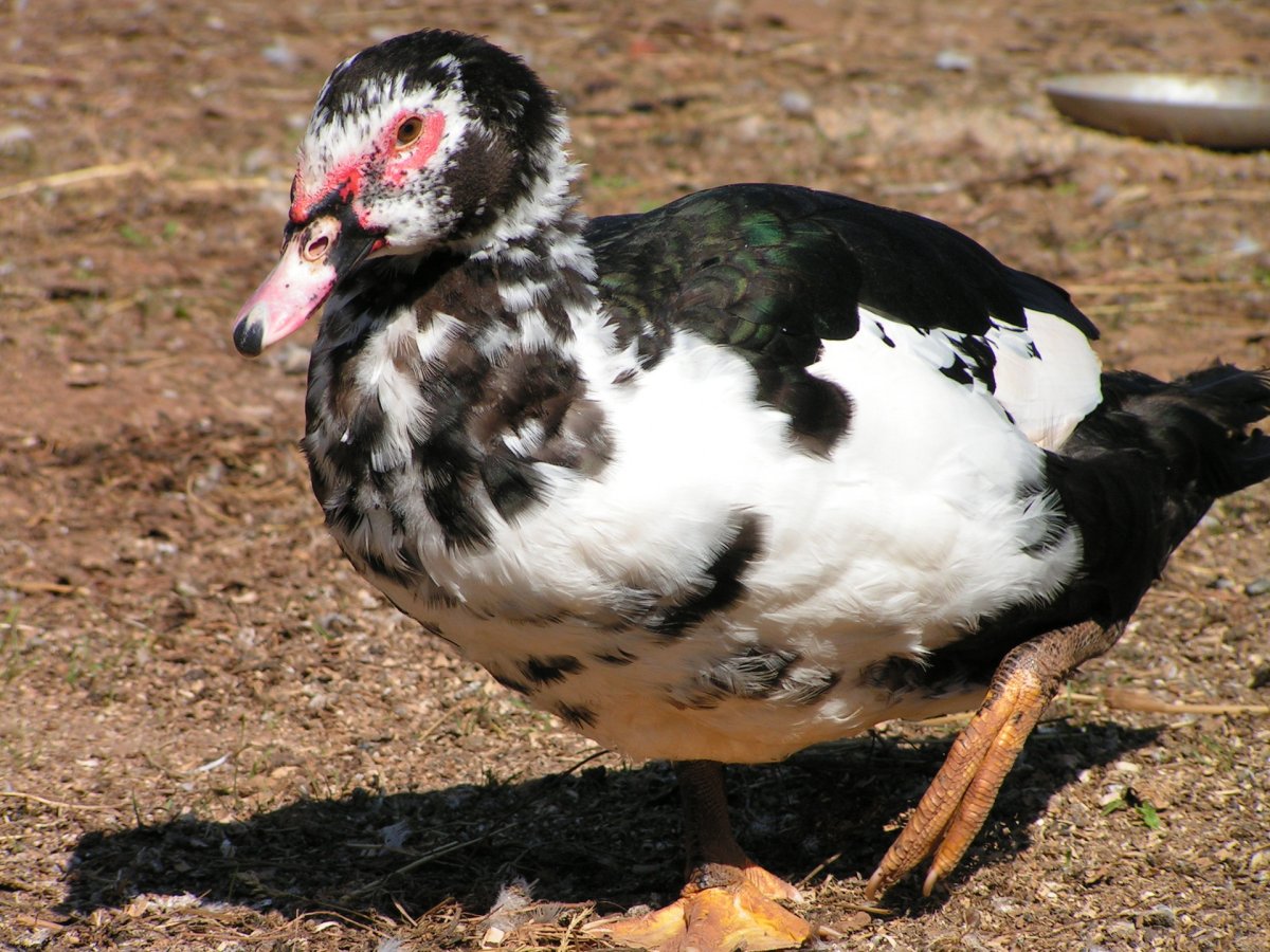 Мускусная утка и индоутка