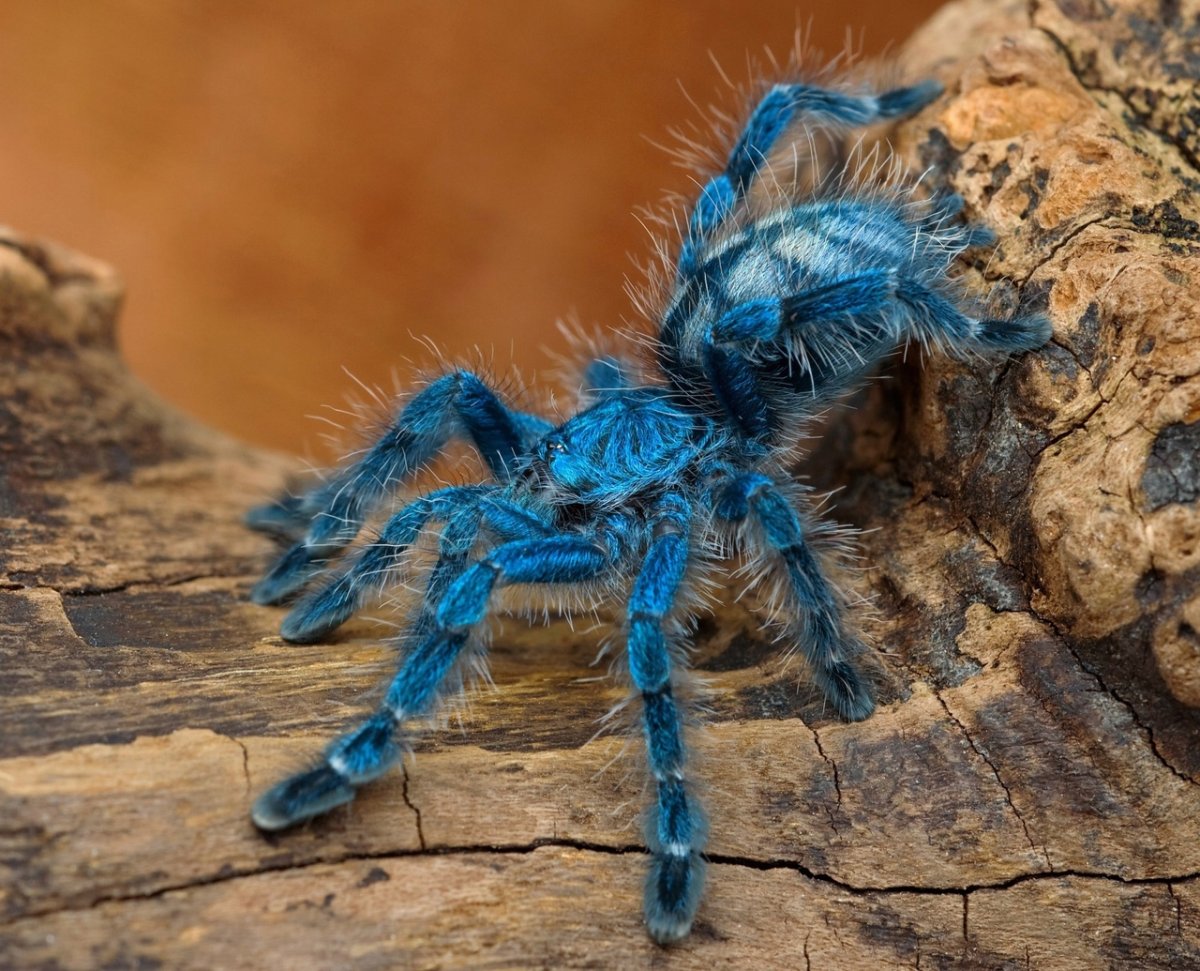 Древесный паук Avicularia