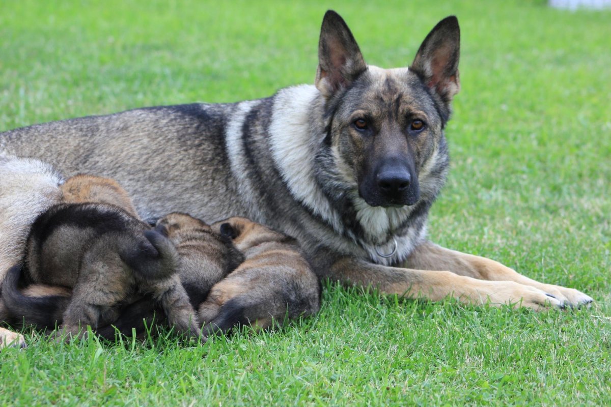 Восточно-европейская овчарка зонарного окраса