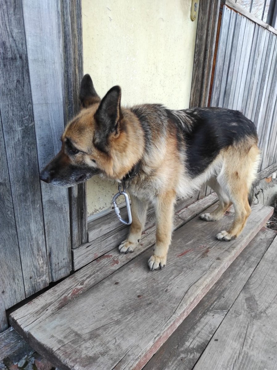 Восточно-европейская овчарка цвет зонарный