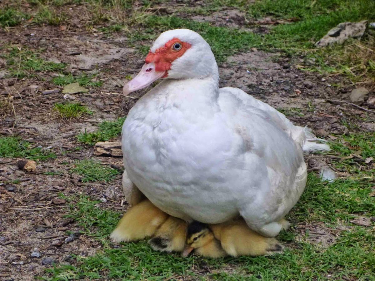 Индоутка высиживает яйца