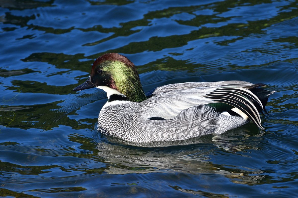 Утки Северо-Запада России