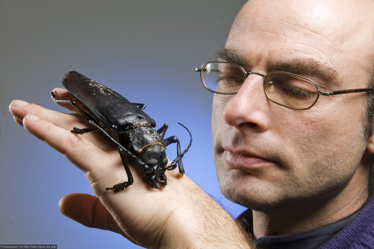 Макросъемка насекомых