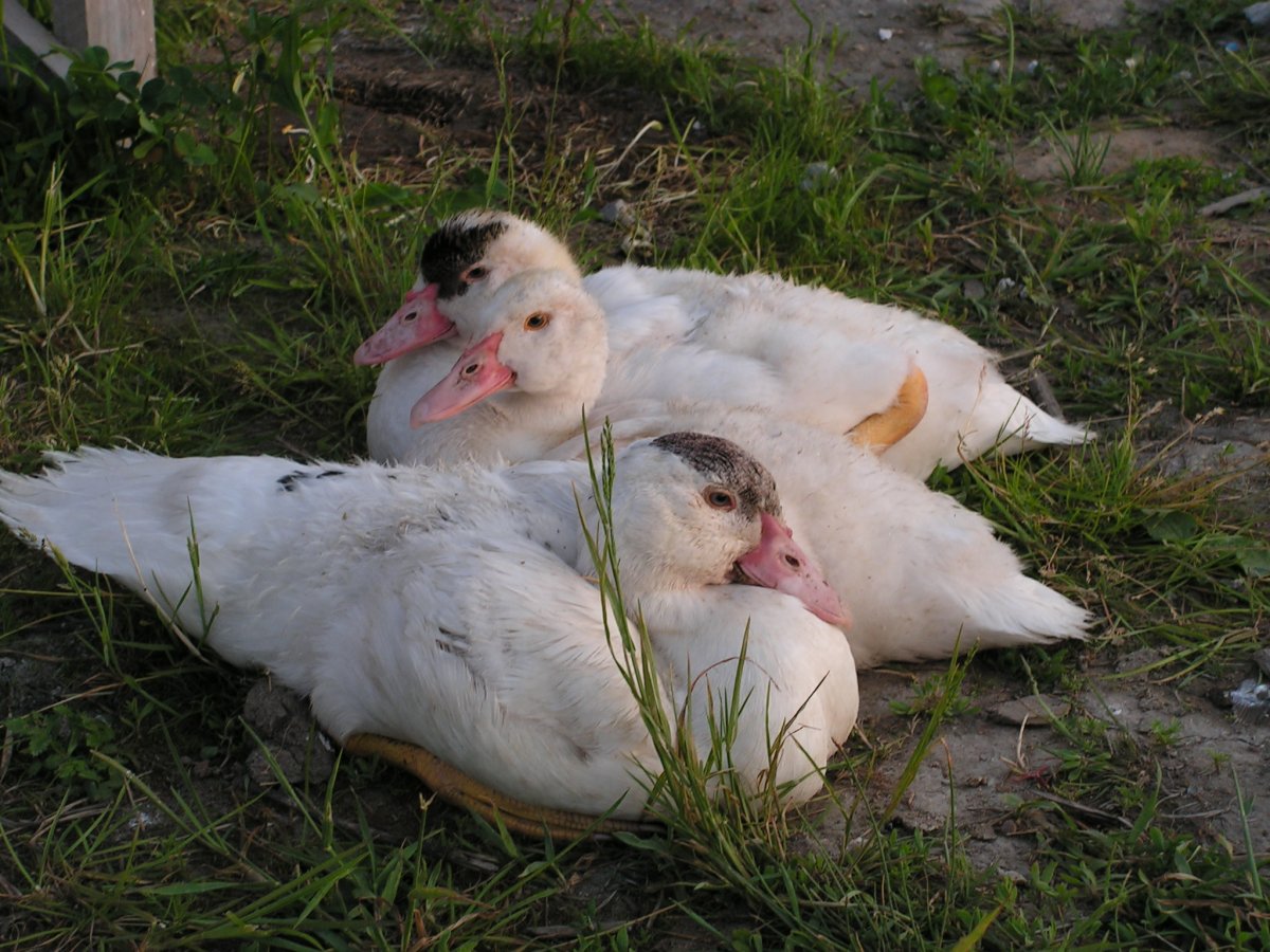 Пекинская утка и индоутка