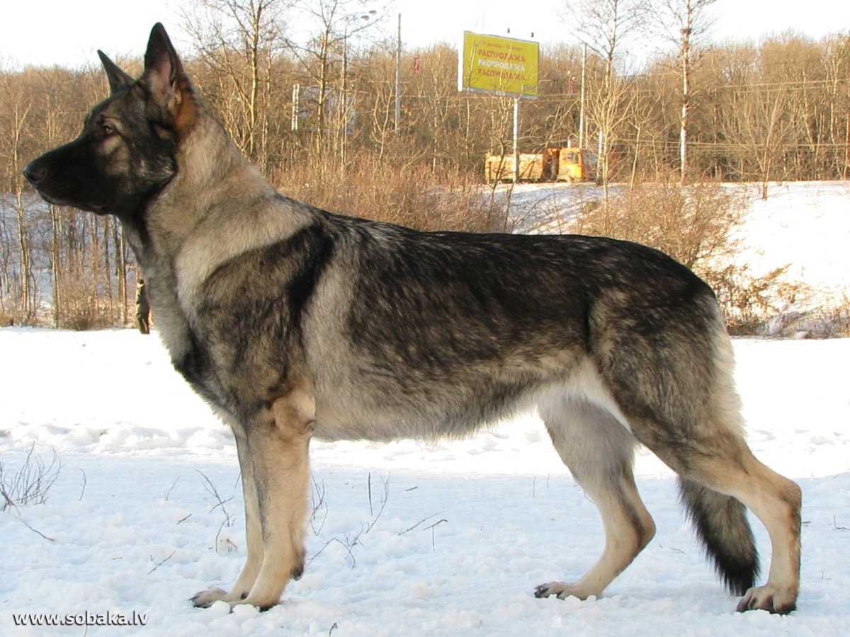 Зонарные Восточно европейские овчарки