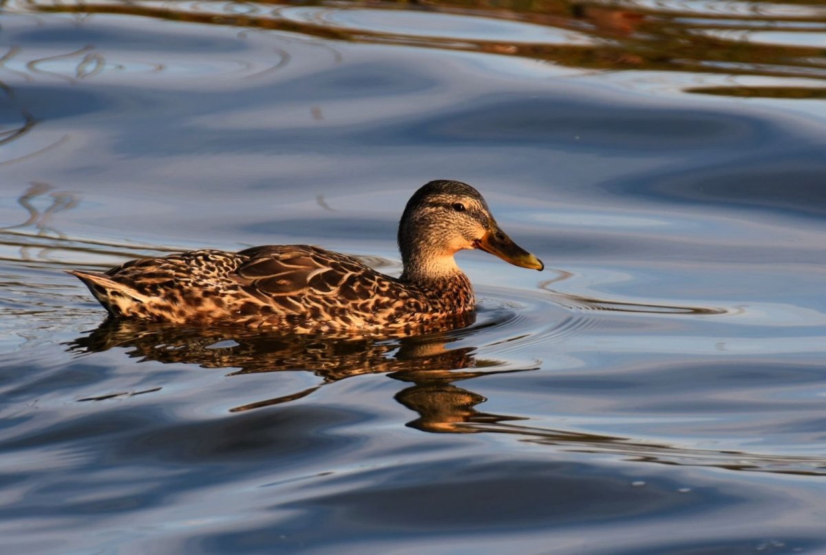 Дикие утки Смоленщины