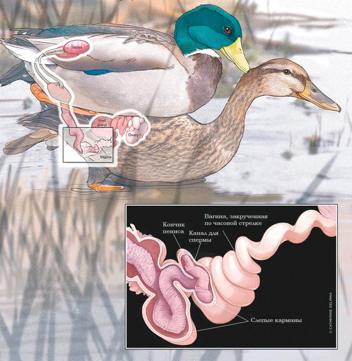 Индоутка ~ 2кг