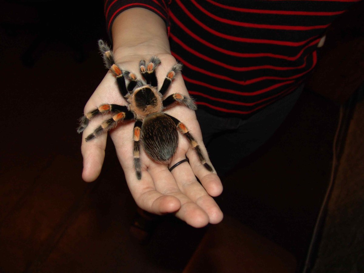 Паук птицеед детеныш