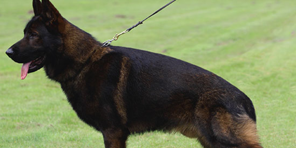 Немецкая овчарка темный чепрак