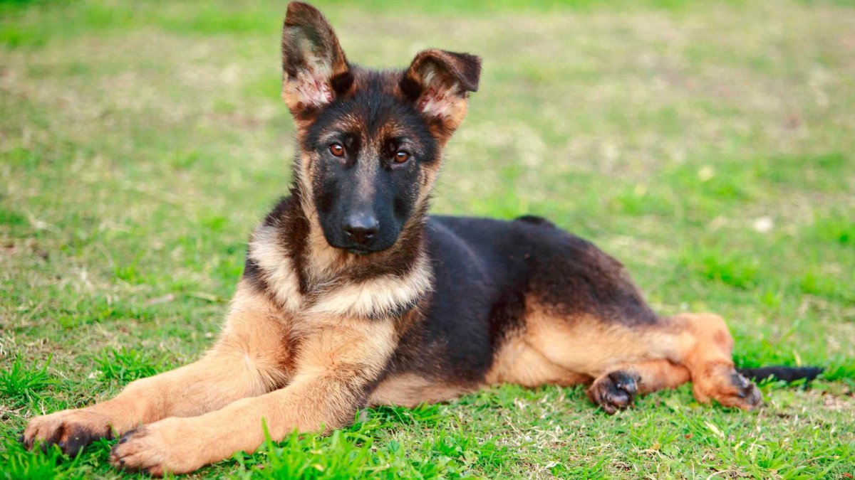 Длинношёрстная немецкая овчарк