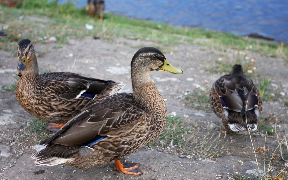 Утка в Сибири