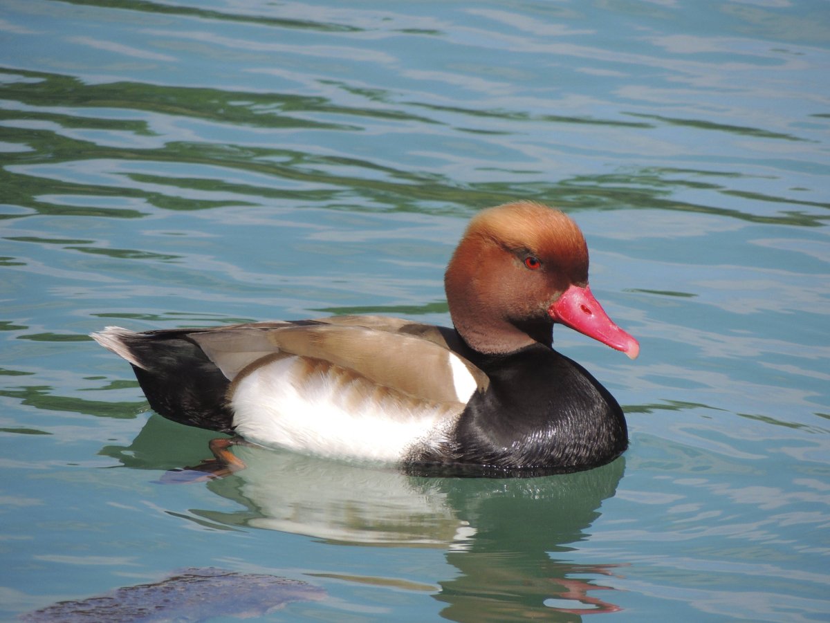 Дикая утка кряква разновидность