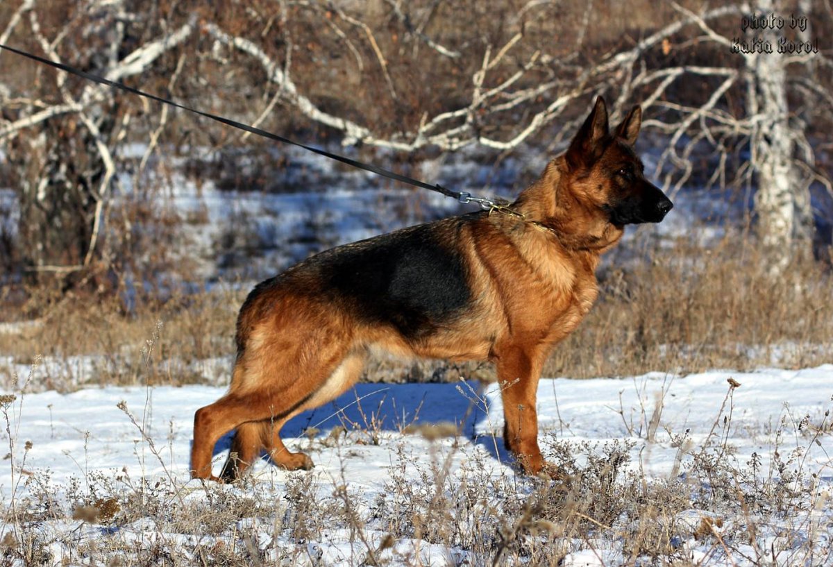 Восточноевропейская овчарка чепрачный