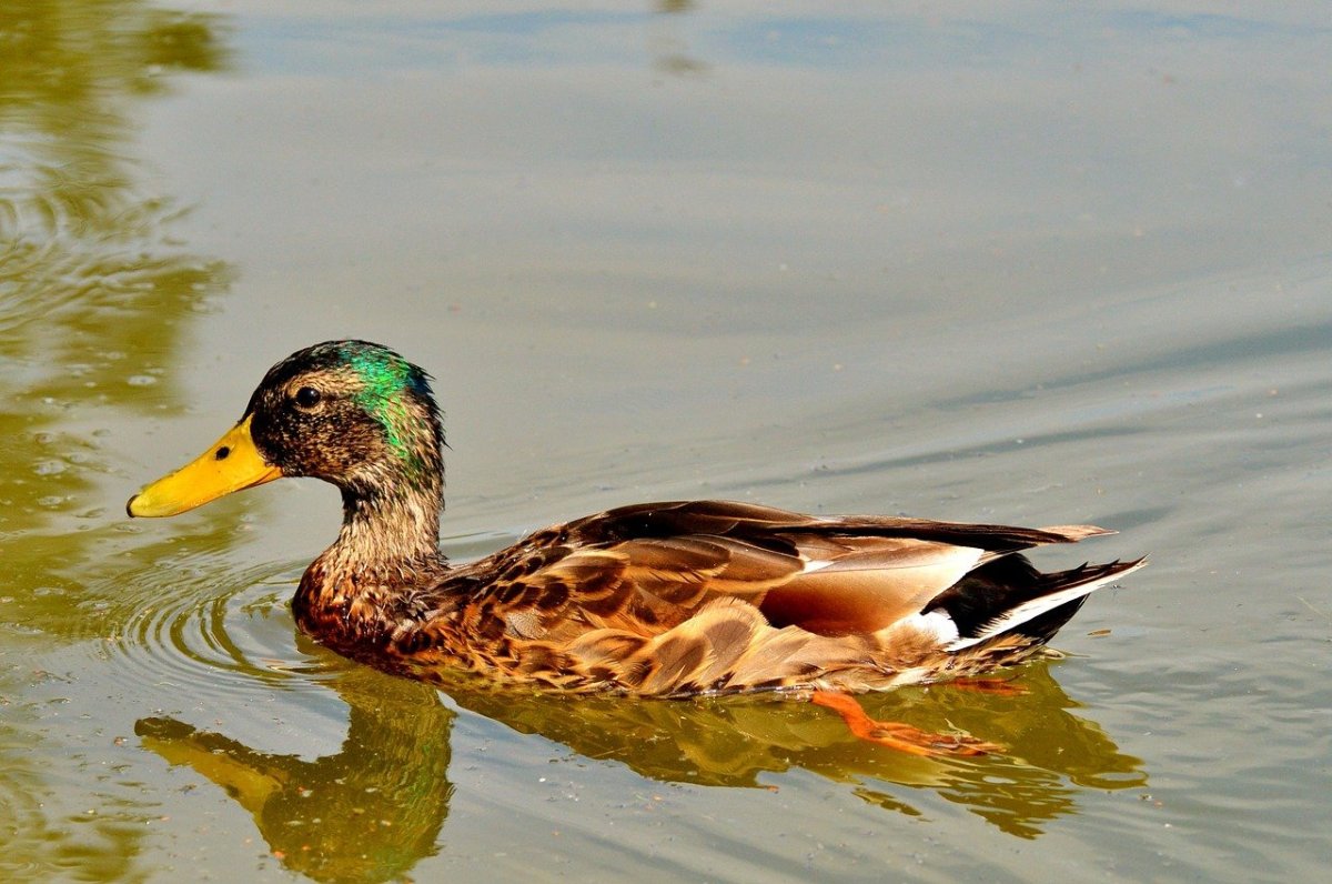 Водоплавающие птицы кряква
