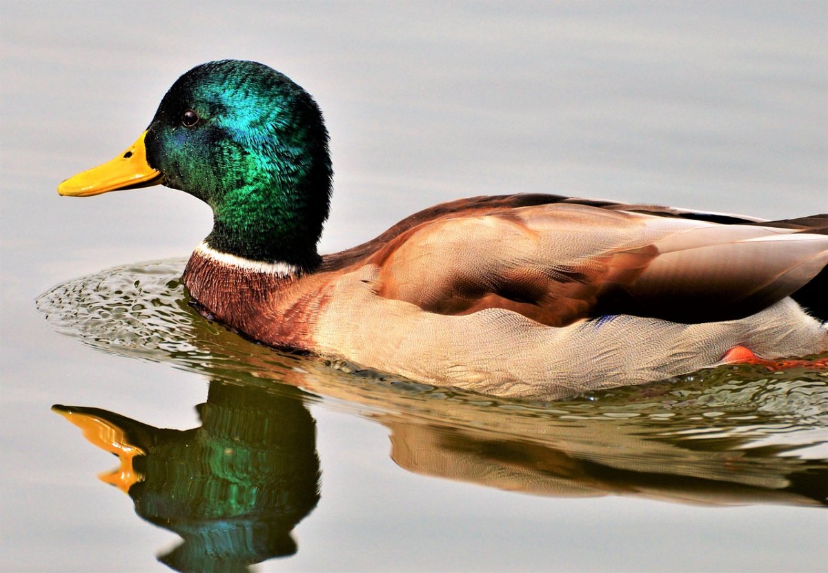 Утка обыкновенная кряква самец