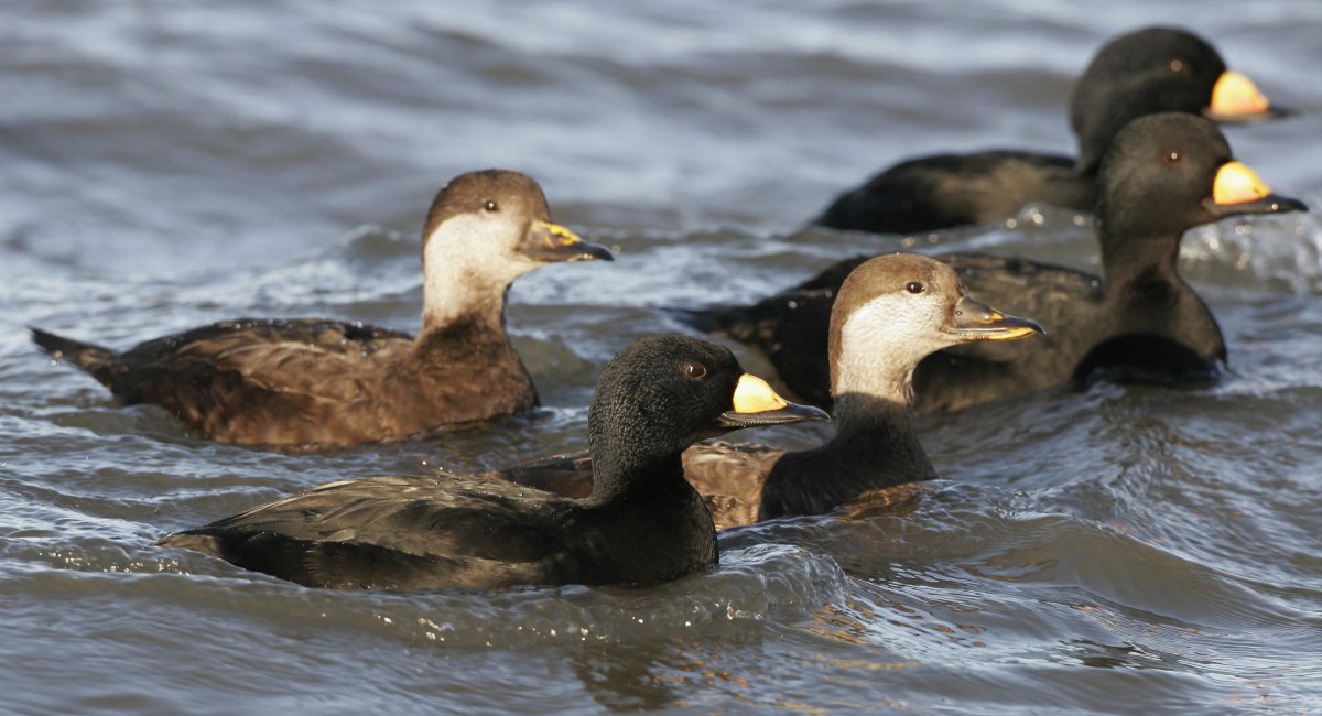 Дикие утки Северные