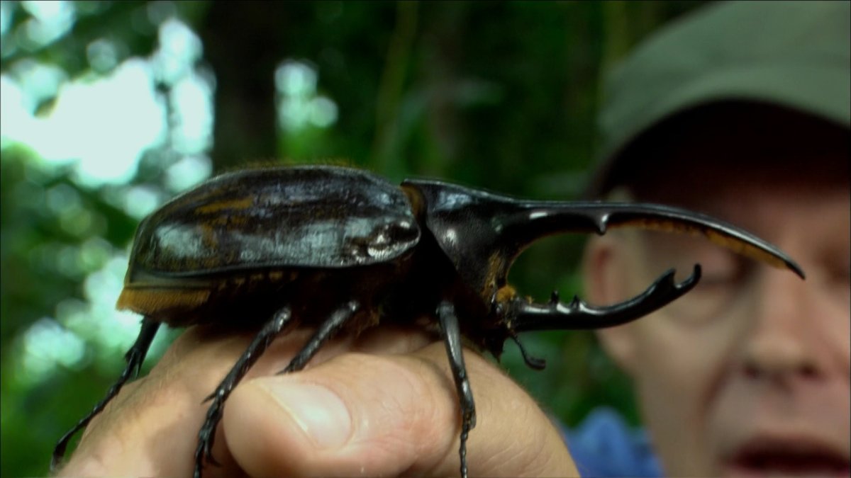 Гигантский азиатский Шершень убийца