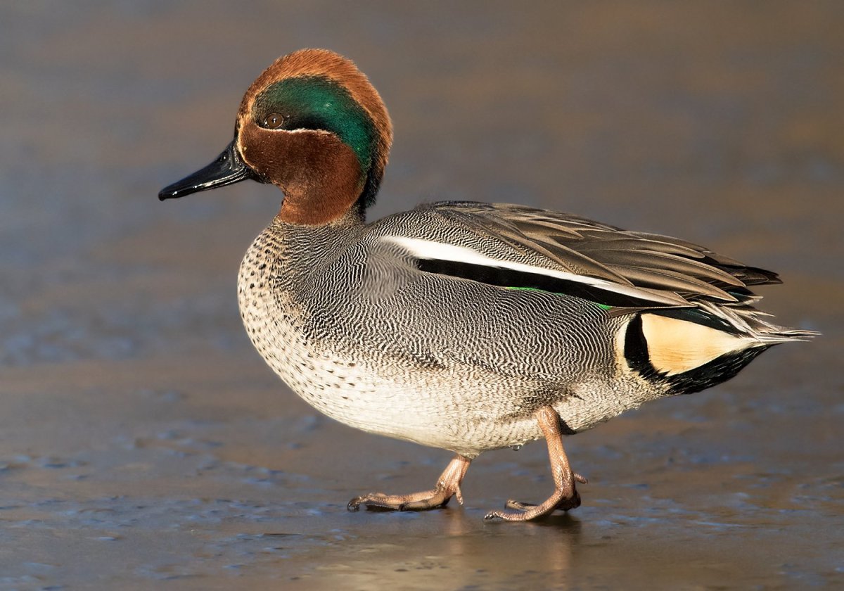 Чирок трескунок