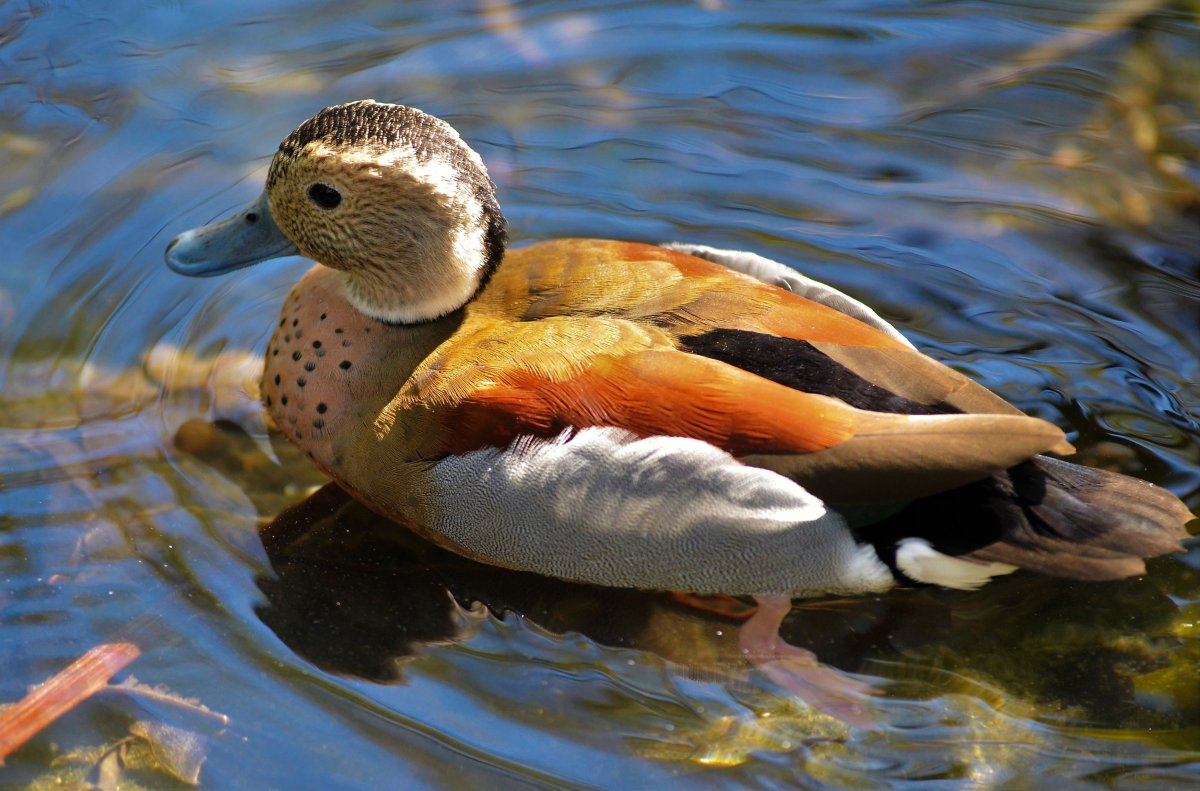 Лесная утка