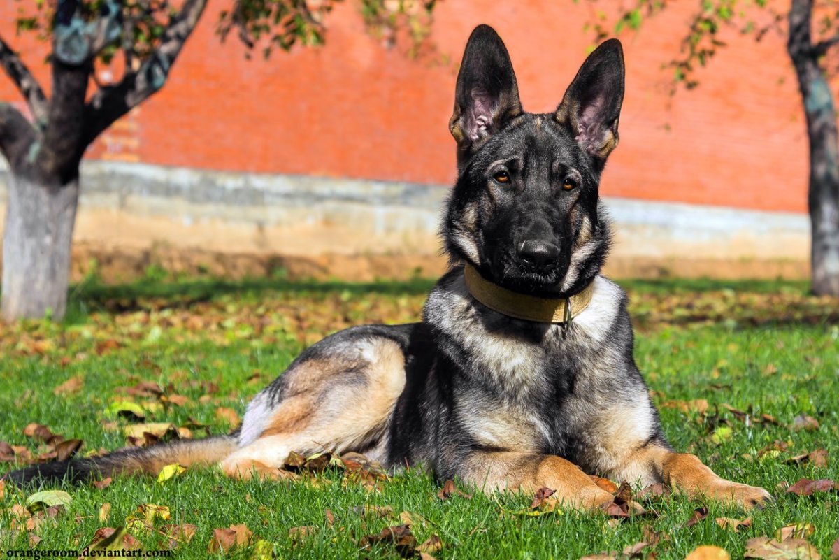 Восточно-европейская овчарка зонарного окраса