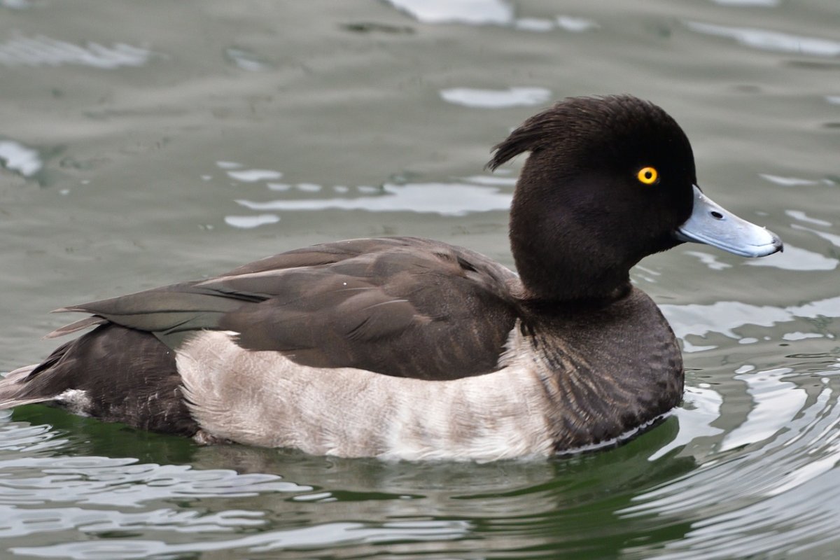 Американская Савка Oxyura jamaicensis