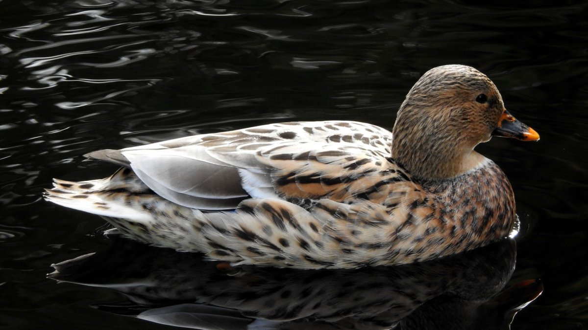 Плавающие птицы