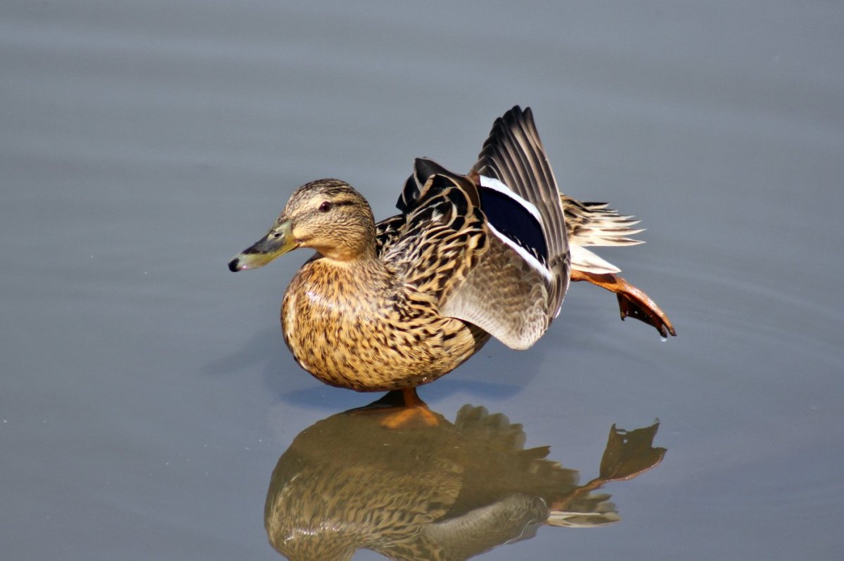 Утка Барбари