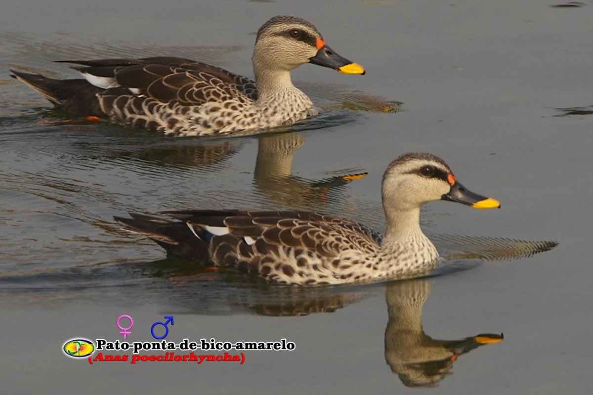 Пестроносая кряква