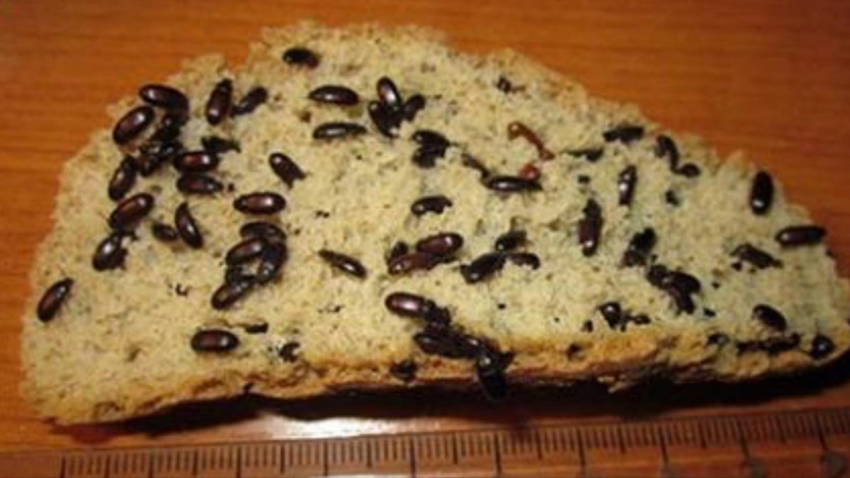 Насекомые в орехах