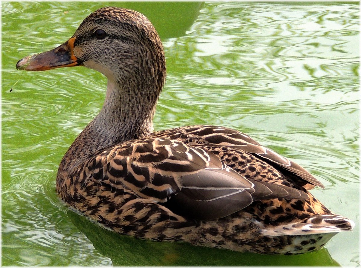 Водоплавающие птицы утка кряква гуси