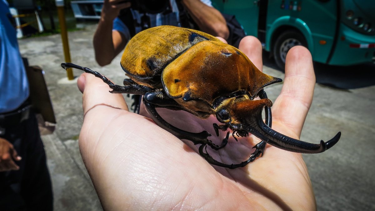 Жук Трилобит (Trilobite Beetle)