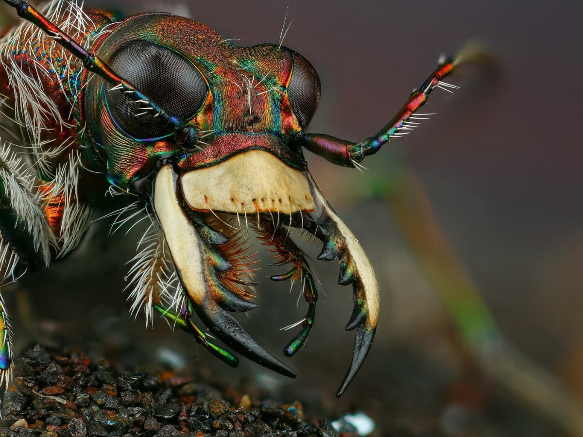 Жук убийца Шагаса