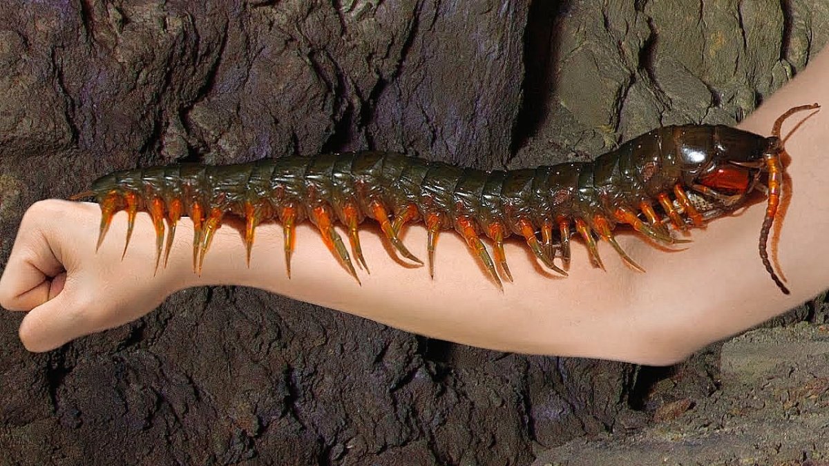 Сверчок Уэта