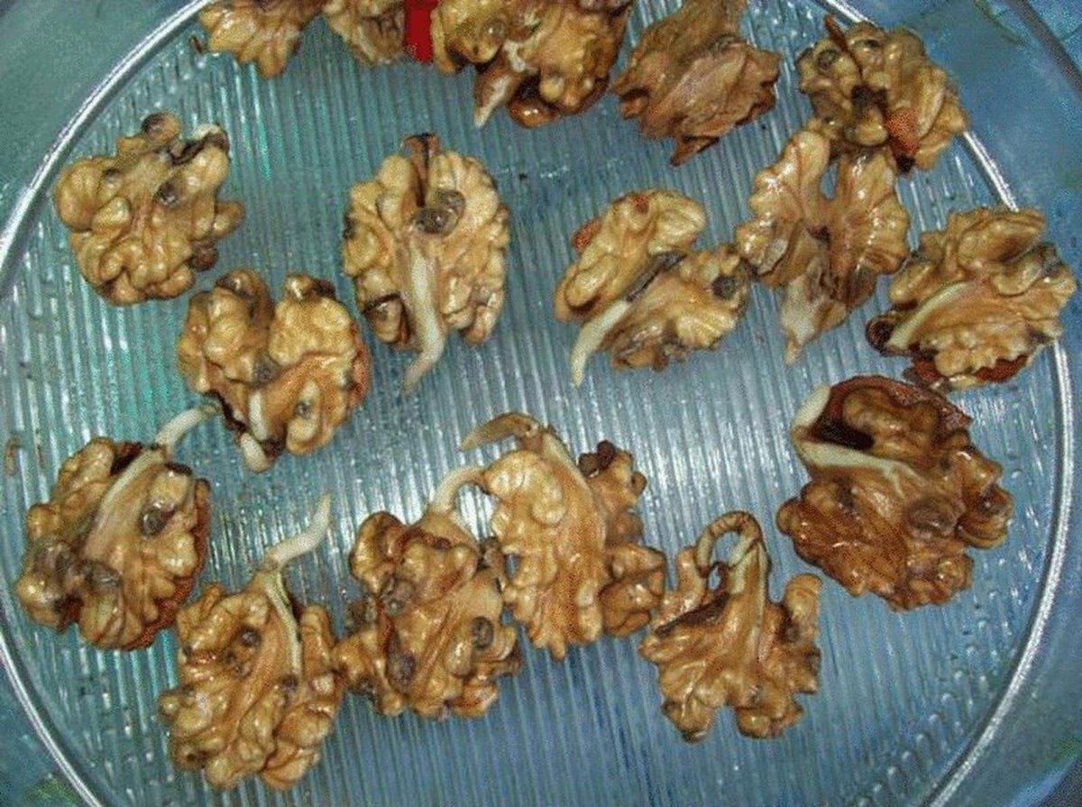 Личинки жука долгоносика