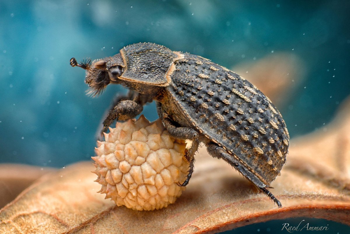 Шелковистый притворяшка Жук