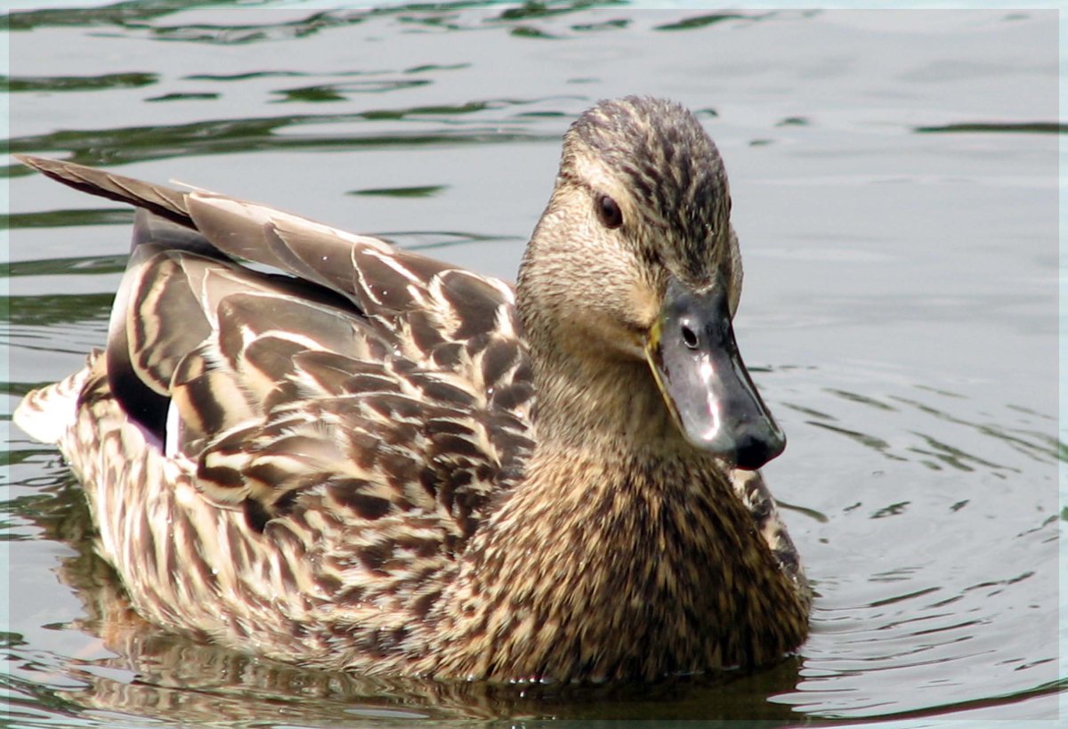 Обыкновенная кряква селезень