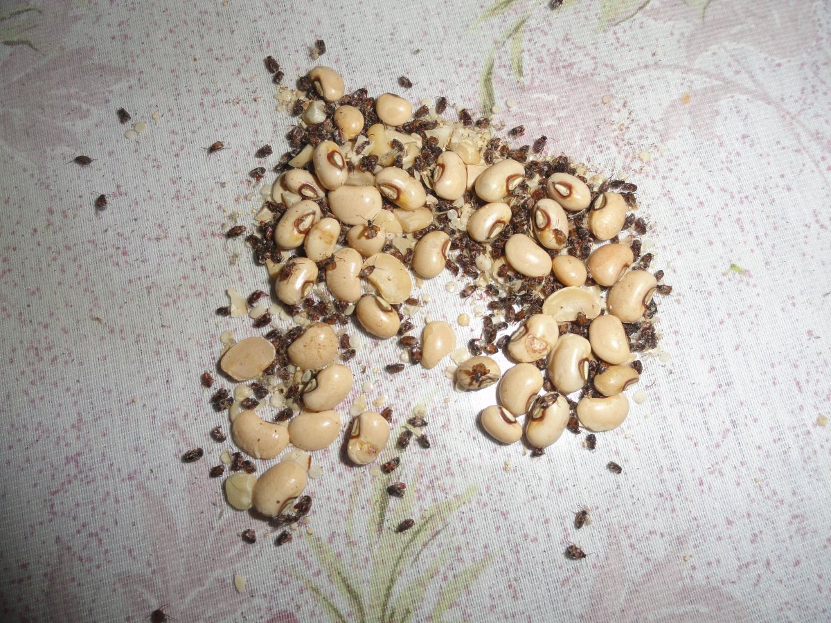 Жук Хоризин