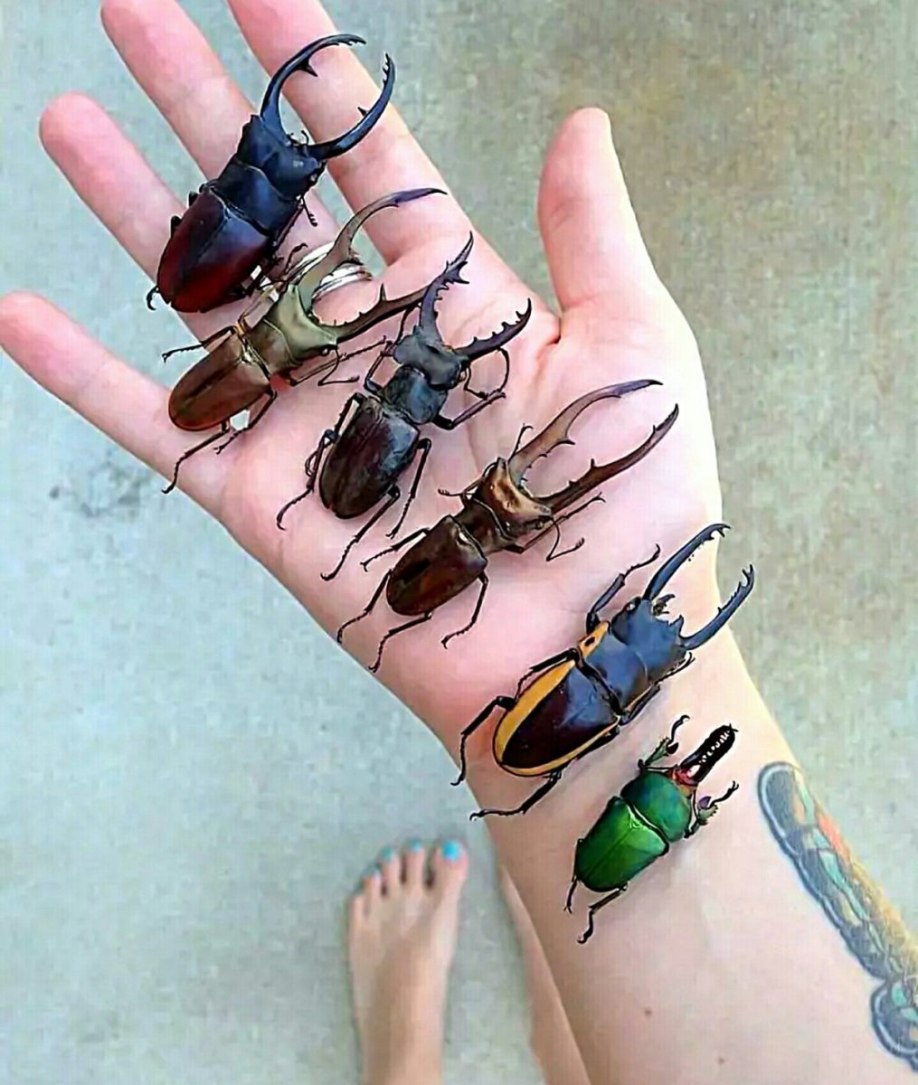 Личинка водного жука Dytiscidae