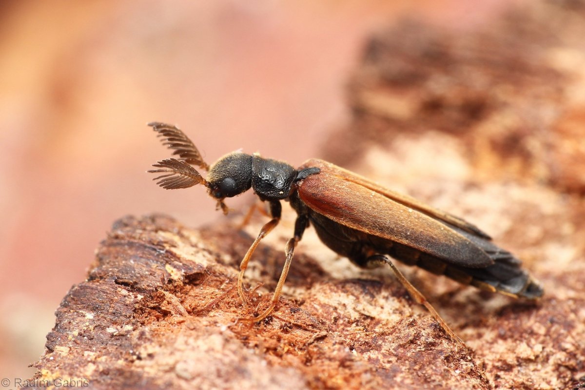 Замоченные орехи